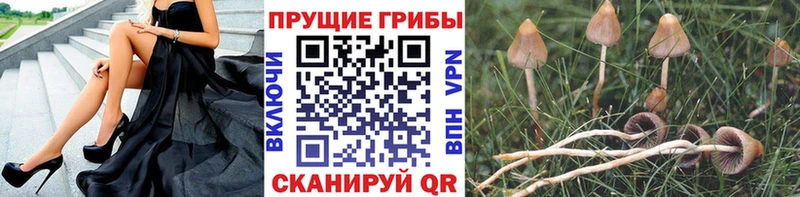 закладки Власиха Галлюциногенные грибы Magic Shrooms